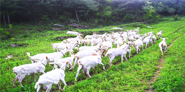 陜西羊乳產(chǎn)業(yè)基地概述 ——全球羊奶看中國(guó)，中國(guó)羊奶看陜西！